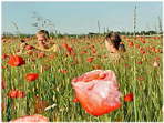Odlas blomster p Gotland