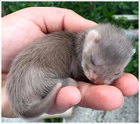 Minizoo i Stenkyrka