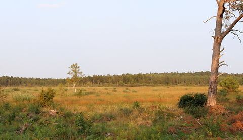 Killingmyr, nyanlagd våtmark - foto: Bernt Enderborg