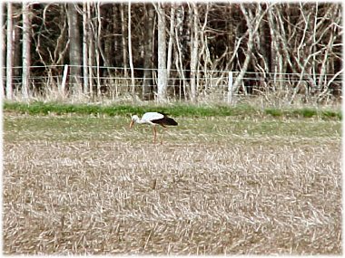 En vit stork - foto: Bernt Enderborg