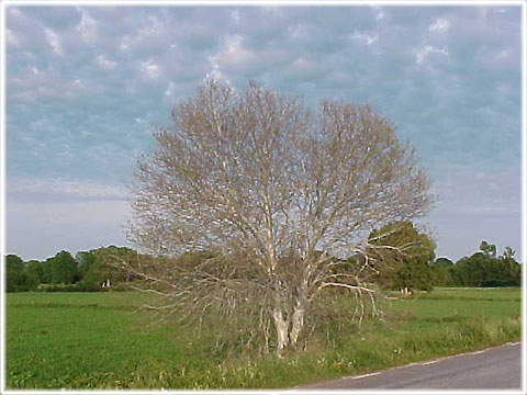 Ett silverne träd - foto: Bernt Enderborg