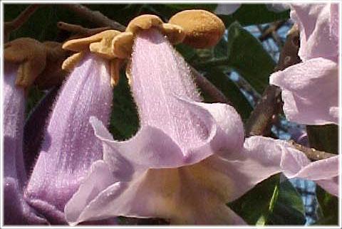 Blomma frn kejsartrdet i Botaniska trdgrden i Visby