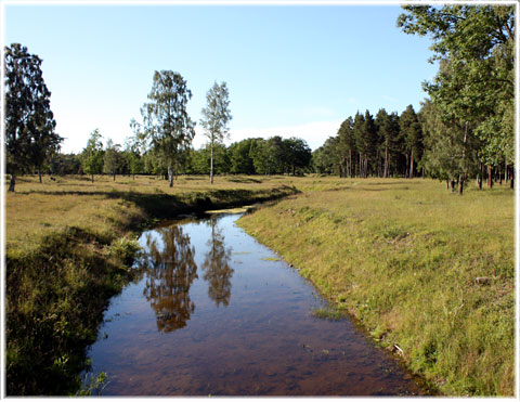 Ett gotländskt vattendrag - foto: Bernt Enderborg