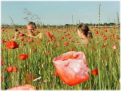 Gotland, Odlas blomster på Gotland - foto: Daniel Behr