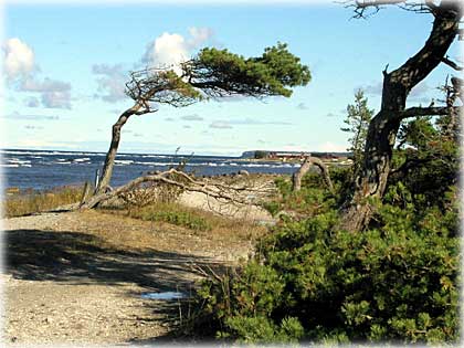 Gotland, Hej och tack för en underbar dag! - foto: 0