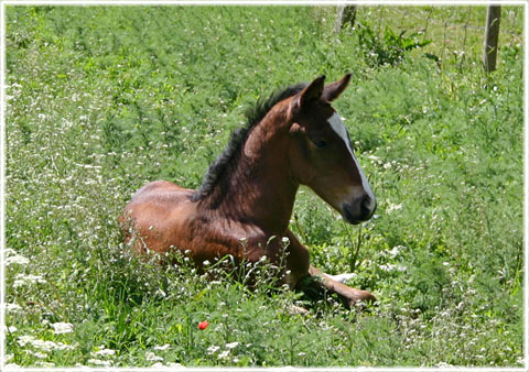 Hästarnas land - foto: Bernt Enderborg
