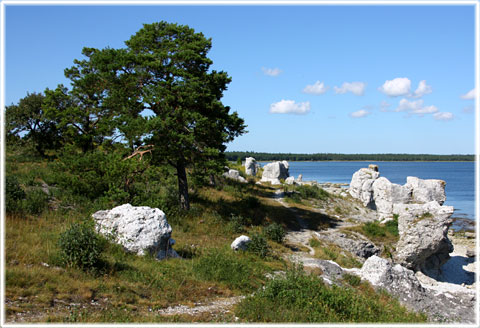 Gotland självsnyggt - foto: Bernt Enderborg