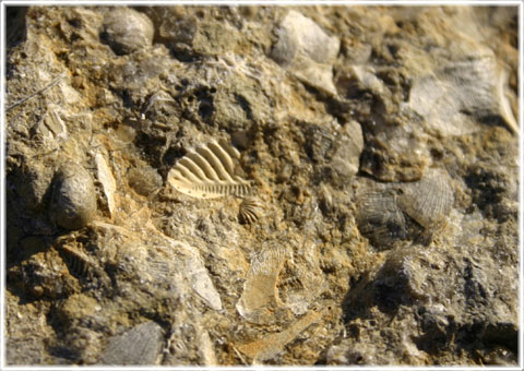 Fossil i hälleberget - foto: Bernt Enderborg