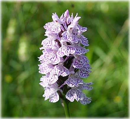 Vilda orkidéer är fridlysta - foto: Bernt Enderborg