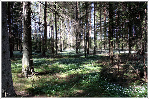 Mer skog än i Småland - foto: Bernt Enderborg