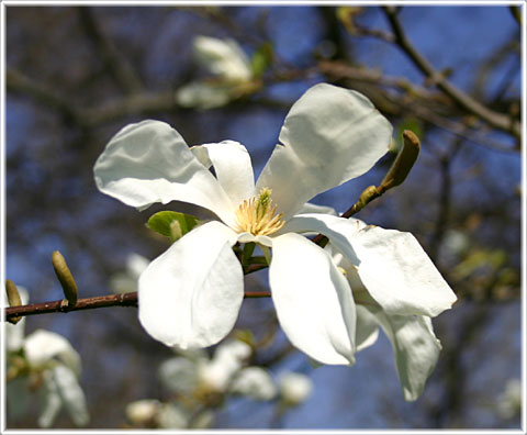 Magnolian blommar 30/4-2008 - foto: Bernt Enderborg