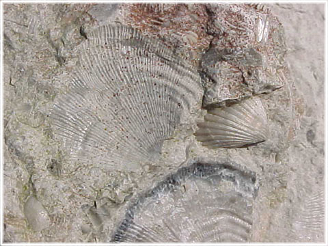 Fossil - foto: Bernt Enderborg