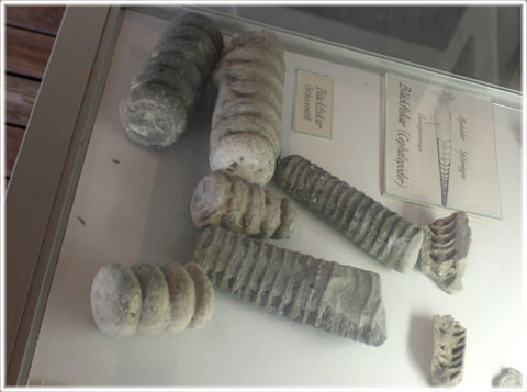 Bläckfisk - fossilen alltså - foto: Bernt Enderborg